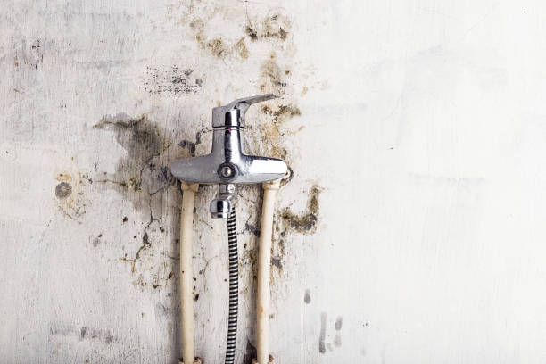 Best Toxic Mold Removal  in Pendleton, SC