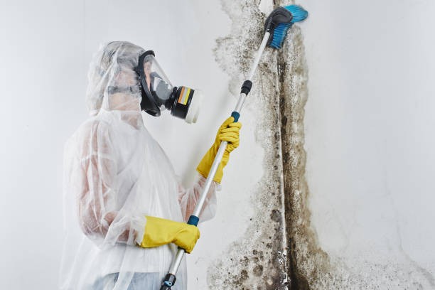 Best Black Mold Removal  in Pendleton, SC