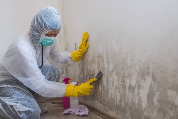 Best Mold Remediation Experts  in Pendleton, SC