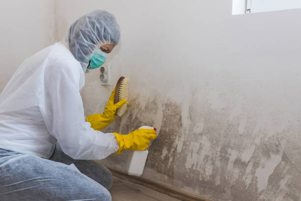 Best Mold Damage Repair  in Pendleton, SC