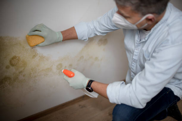 Best Mold Removal and Inspection  in Pendleton, SC