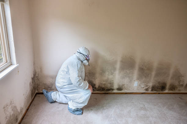 Best Attic Mold Removal  in Pendleton, SC