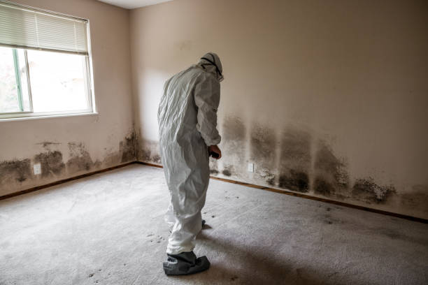 Best Office Mold Removal Services  in Pendleton, SC