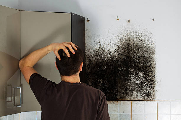 Professional Mold Removal in Pendleton, SC