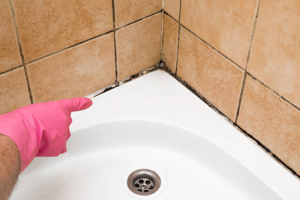 Best Affordable Mold Removal  in Pendleton, SC