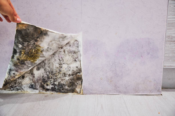 Attic Mold Removal in Pendleton, SC